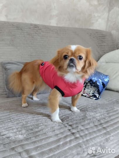 Жилетка для маленьких собак