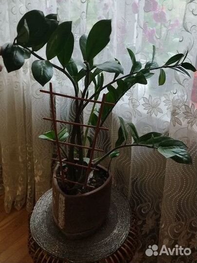 Замиокулькас