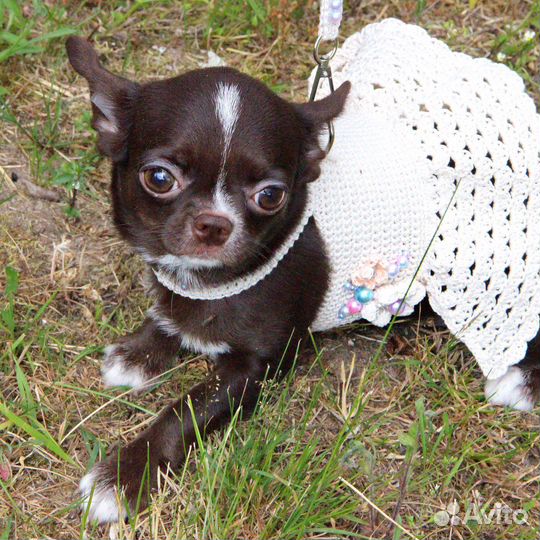 Шоколадная принцесса