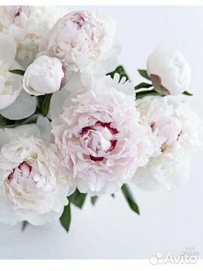 Цветы и саженцы