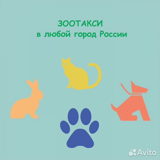 Зоотакси по России