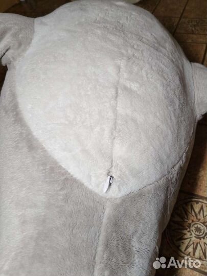 Акула блохэй