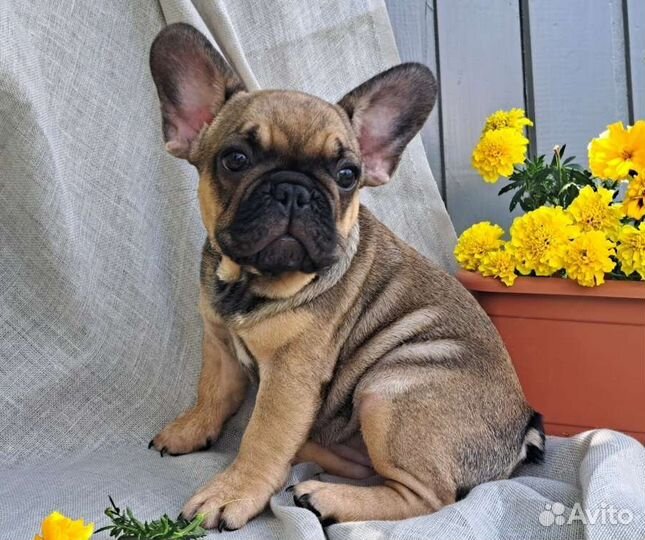 Французский бульдог щенки девочка