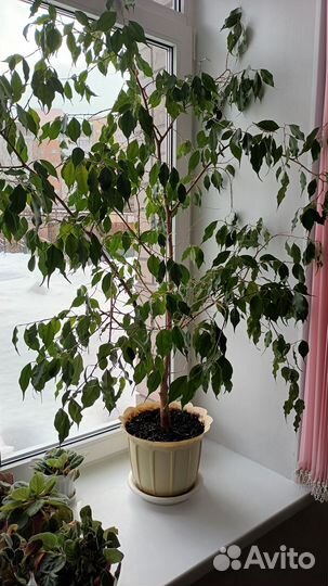 Комнатные растения