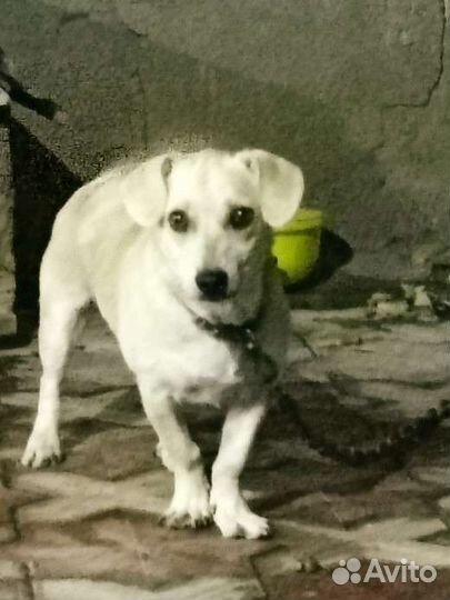 Отдам в добрые руки собачку