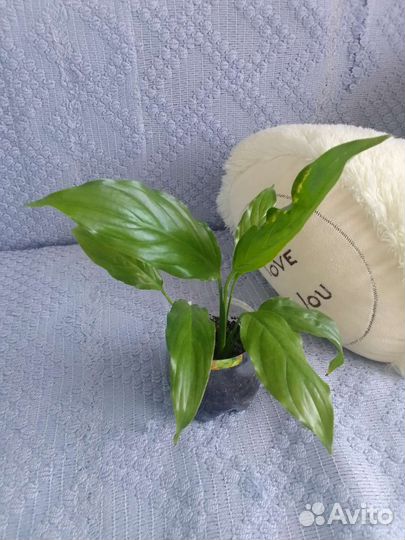 Спатифиллум отросток