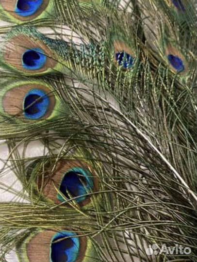 Перо Павлина