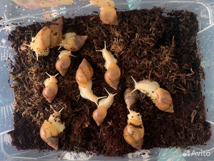 Продам улитят Ахатина альбинос