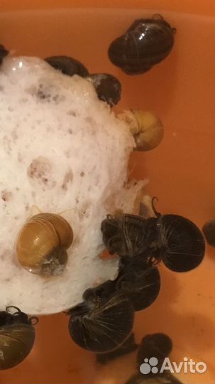 Улитки аквариумные ампулярии