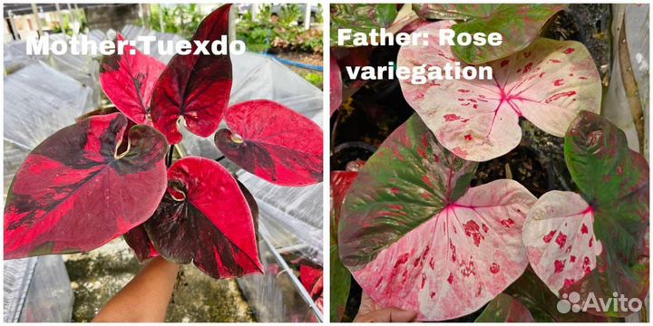 Семена каладиума