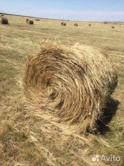 Продам сено
