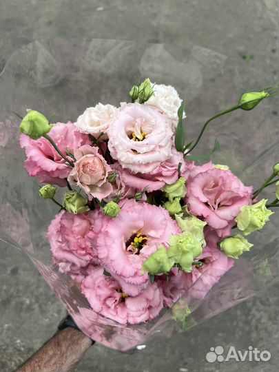 Эустома китайская роза