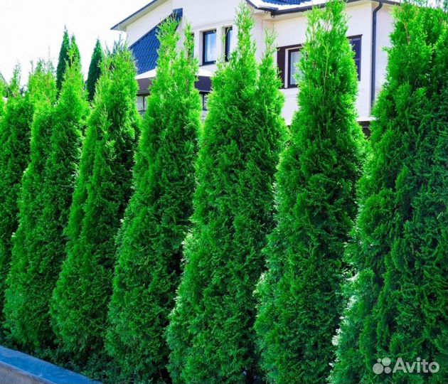 Туя Смарагд