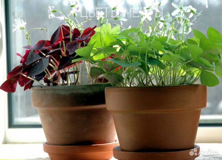 Кислица зеленая и бордовая