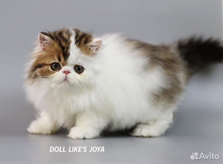 Персидская