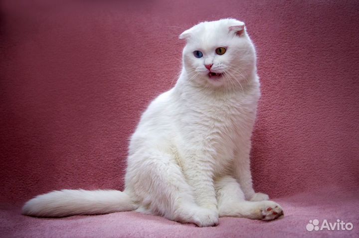 Снежинка - особенная кошка, разноглазая красавица