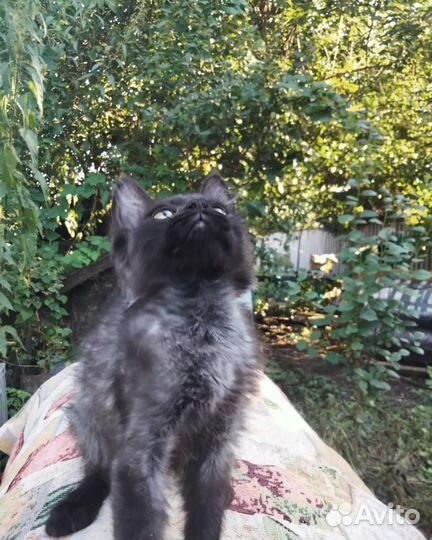 Котенок в добрые ручки