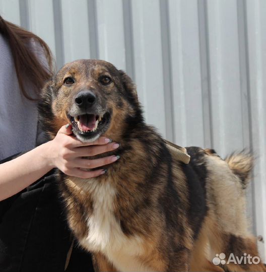 Кавказская овчарка(метис)