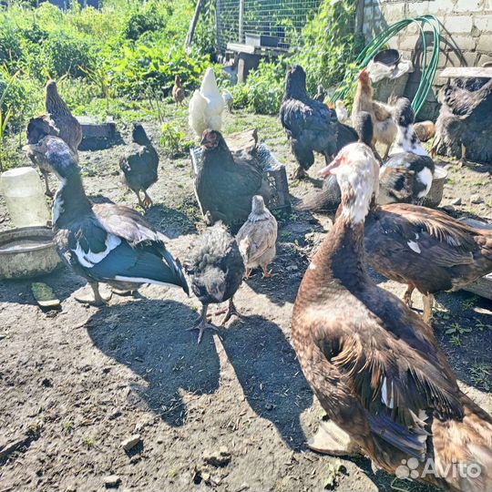 Домашняя птица