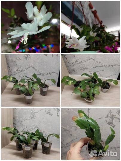 Декабрист шлюмбергера желтый белый розовый