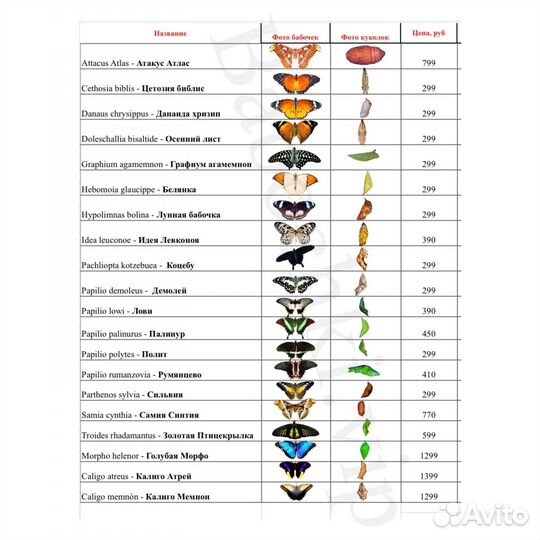 Куколки бабочек