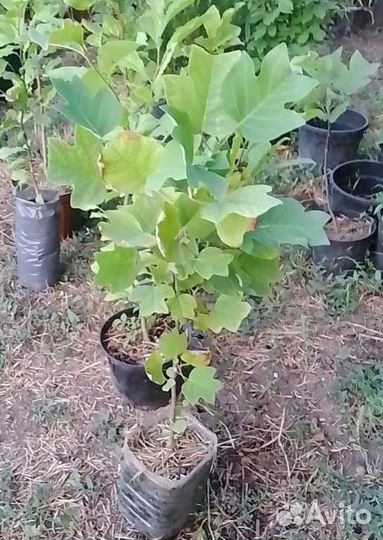 Тюльпановое дерево