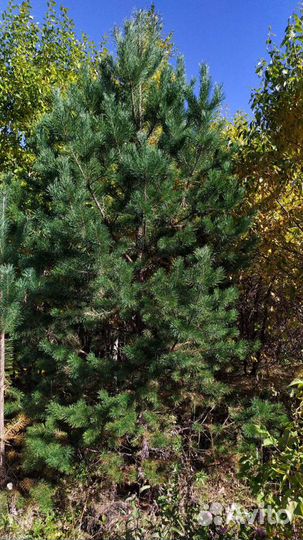 Саженцы сосны ёлки рябины березы и т д