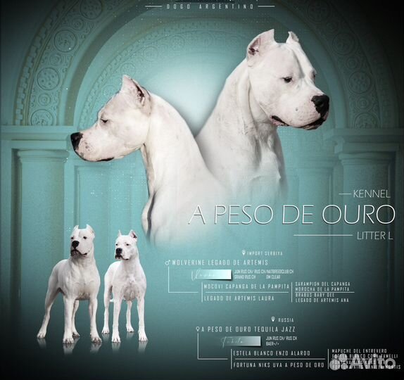 Щенки аргентинского дога