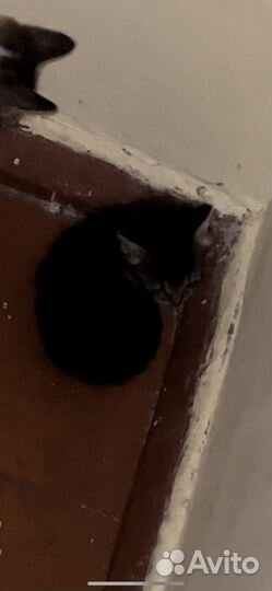 Котенок 2 месяца мальчик