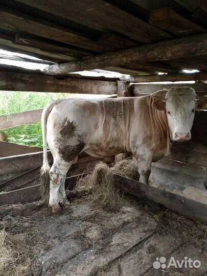 Быки на племя