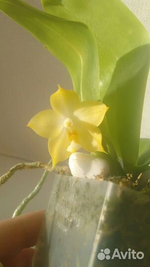 Орхидея фаленопсис