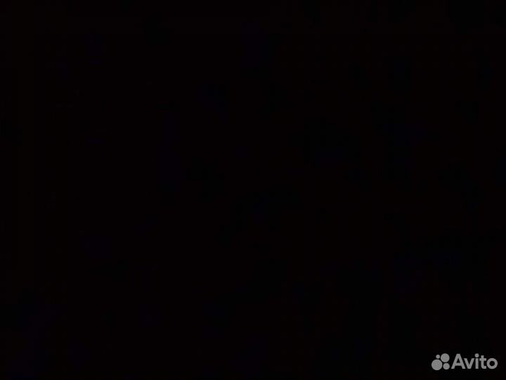 Сирийский хомяк
