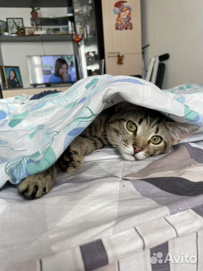 Отдам кота в добрые руки