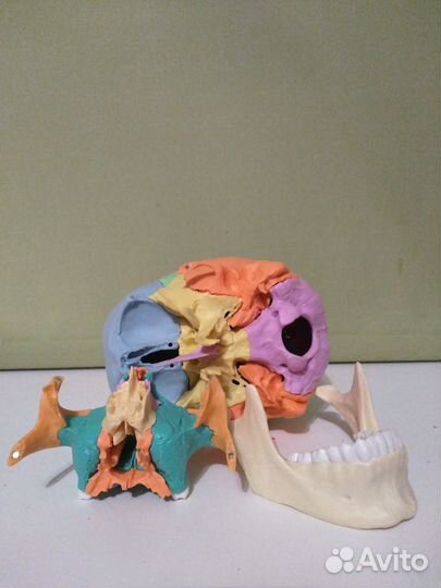 Череп, 22 части, Германия