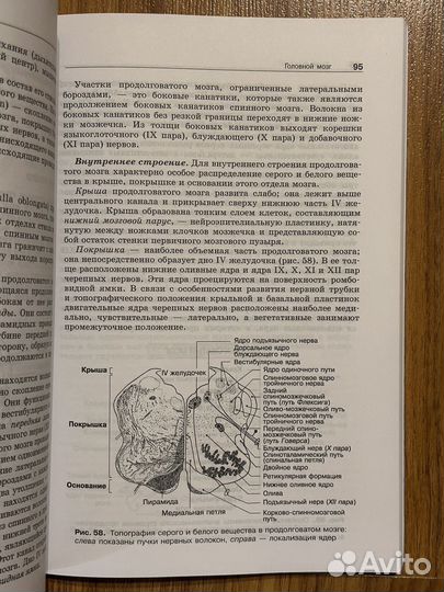 Анатомия нервной систему Козлов Цехмистренко