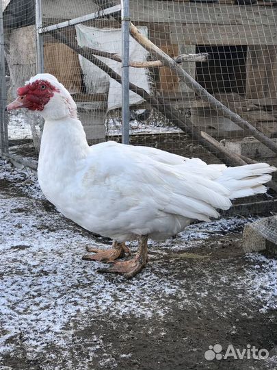 Инкубационное яйцо индоутки/утка/индюшата