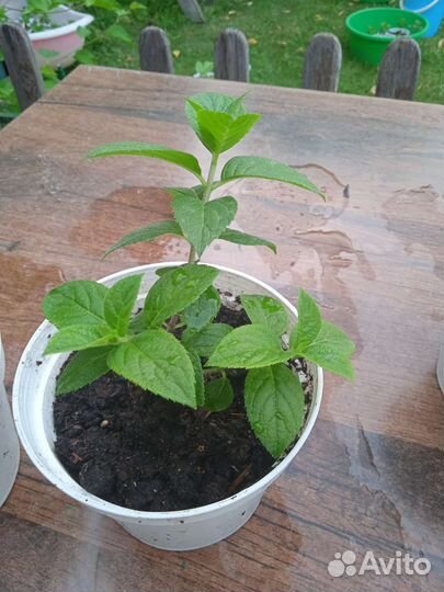 Самарская Лидия,Гортензия