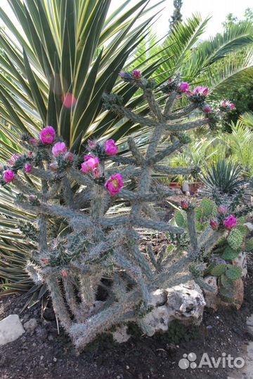 Растения для вашего сада и озеленения помещений