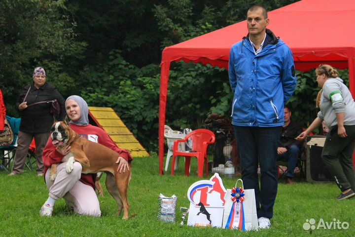 Подготовка к выставкам.Хендлер