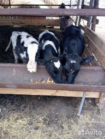 Продам бычков