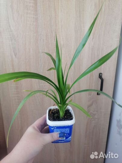 Пальма панданус