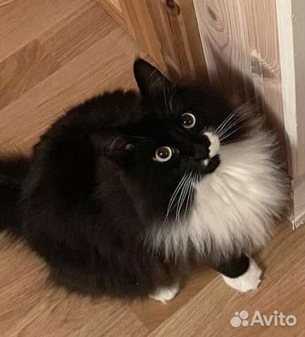 Пушистая красотка