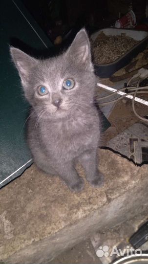 Котята в добрые руки бесплатно