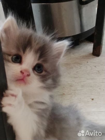 Продаю котят