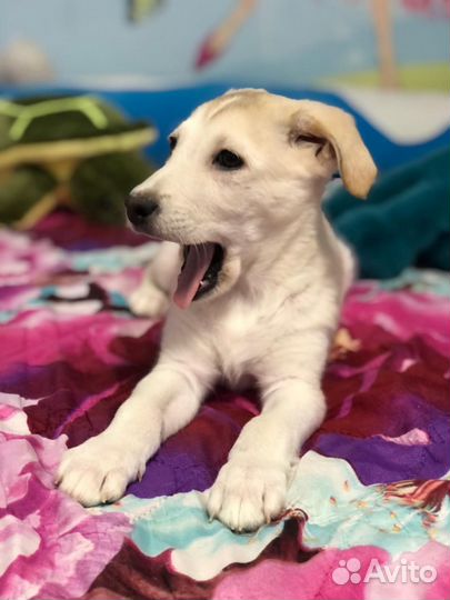 Щенок девочка в добрые руки