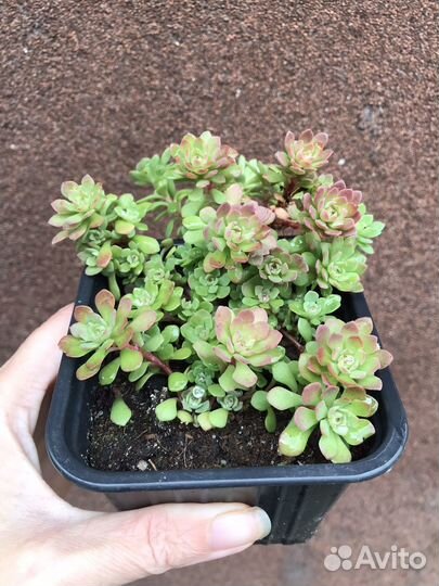 Суккуленты уличные