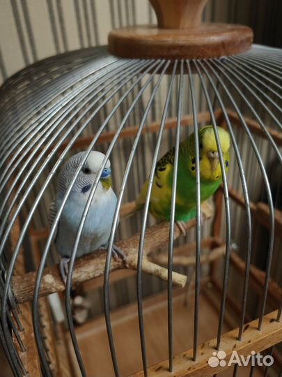 Волнистый попугайчики с клетками