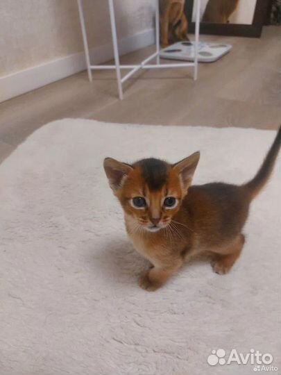 Абиссинские котята