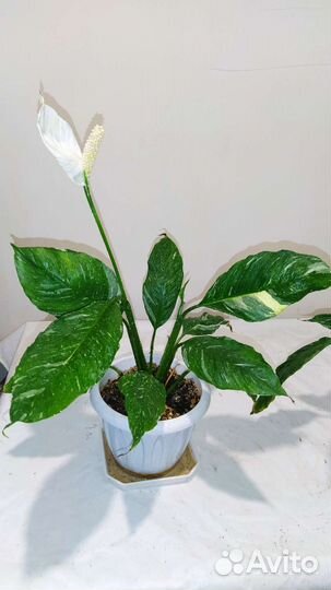 Спатифиллум вариегатный Diamond