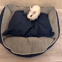 Карликовый кролик